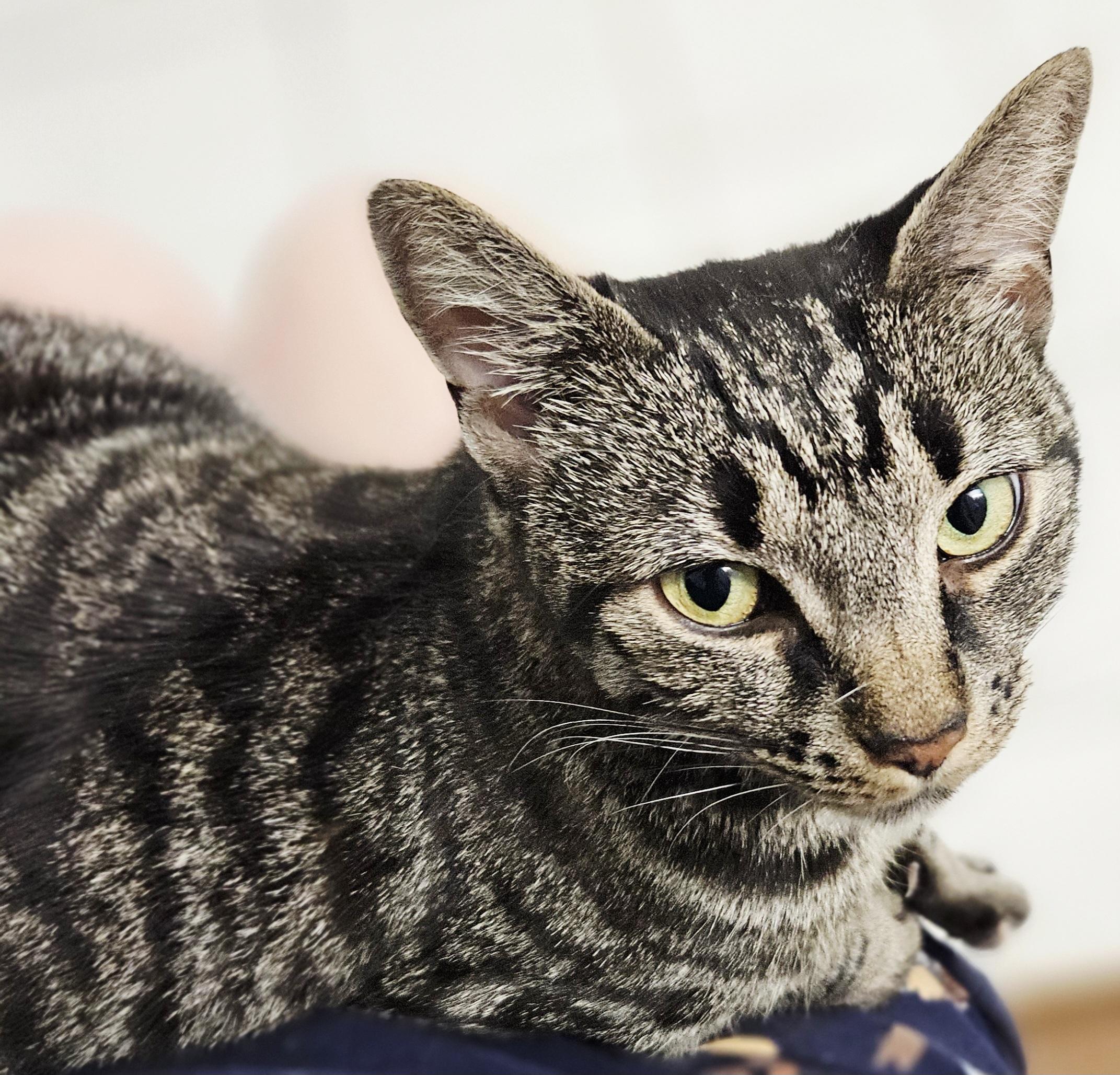 Ramona-LAP CAT, a ADOPTABLE mixed breed in Berlin, CT image 3/4