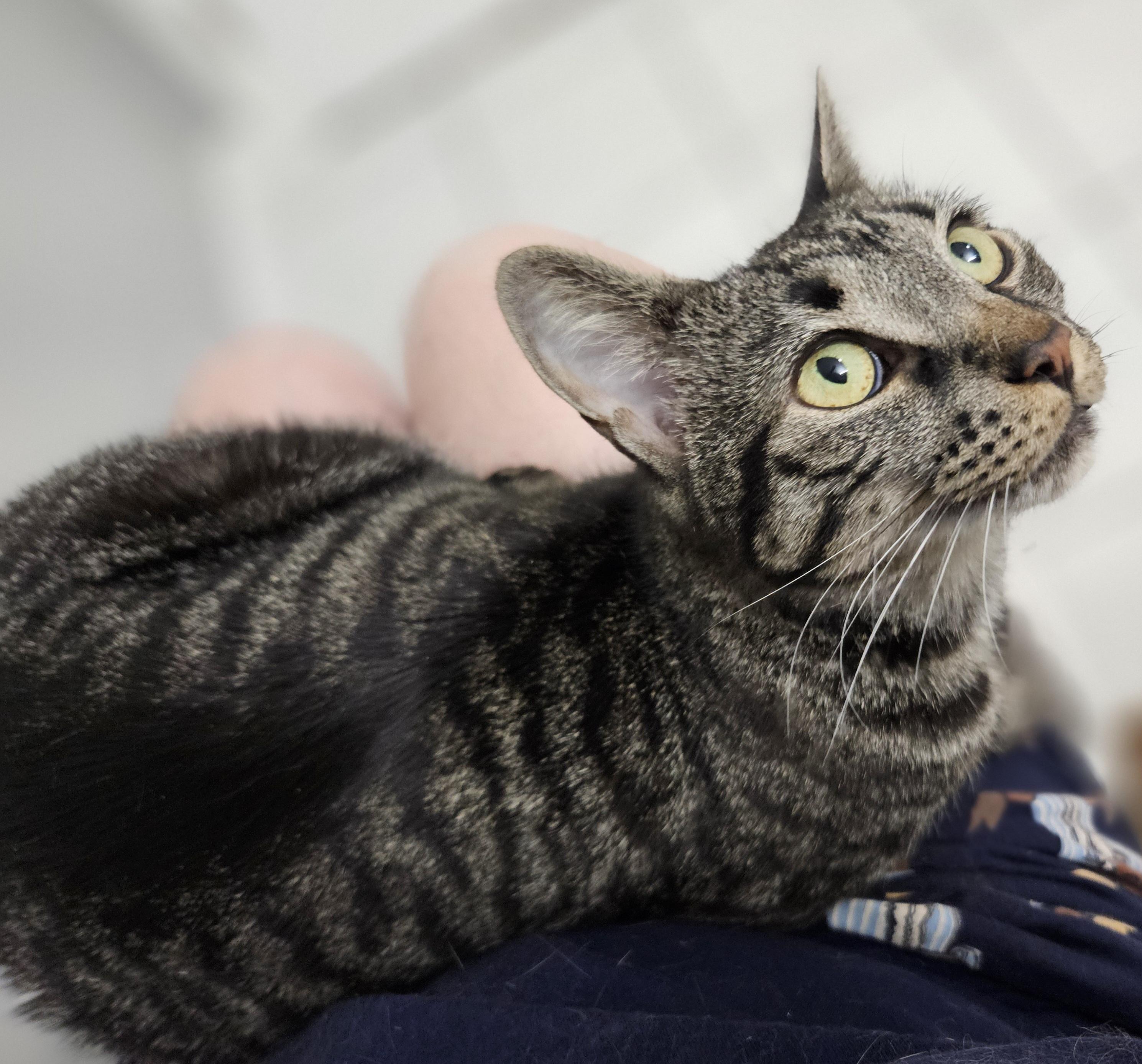 Ramona-LAP CAT, ADOPTABLE, Young Female Tiger & Bengal.