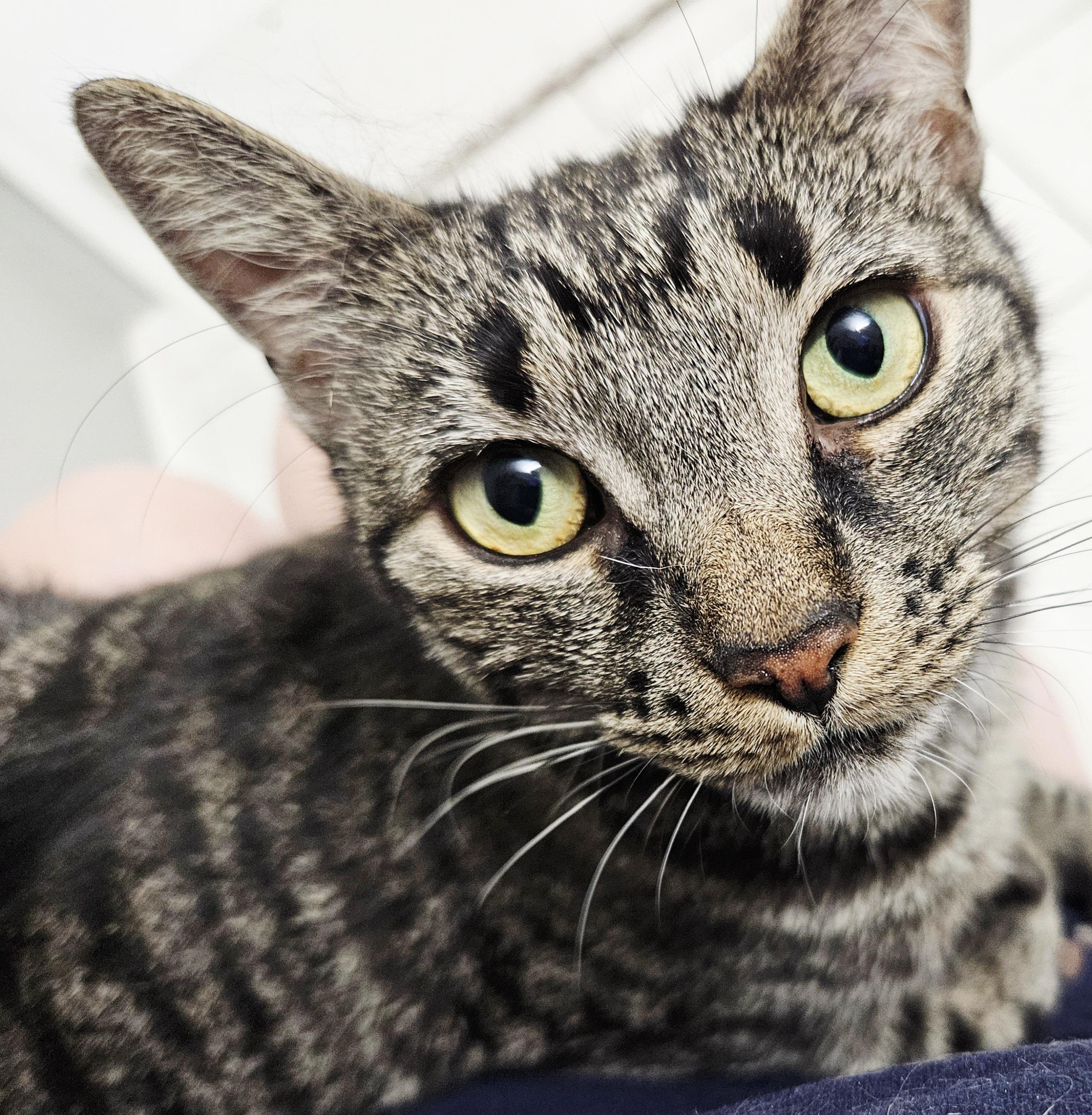 Ramona-LAP CAT, ADOPTABLE, Young Female Tabby & Tiger.