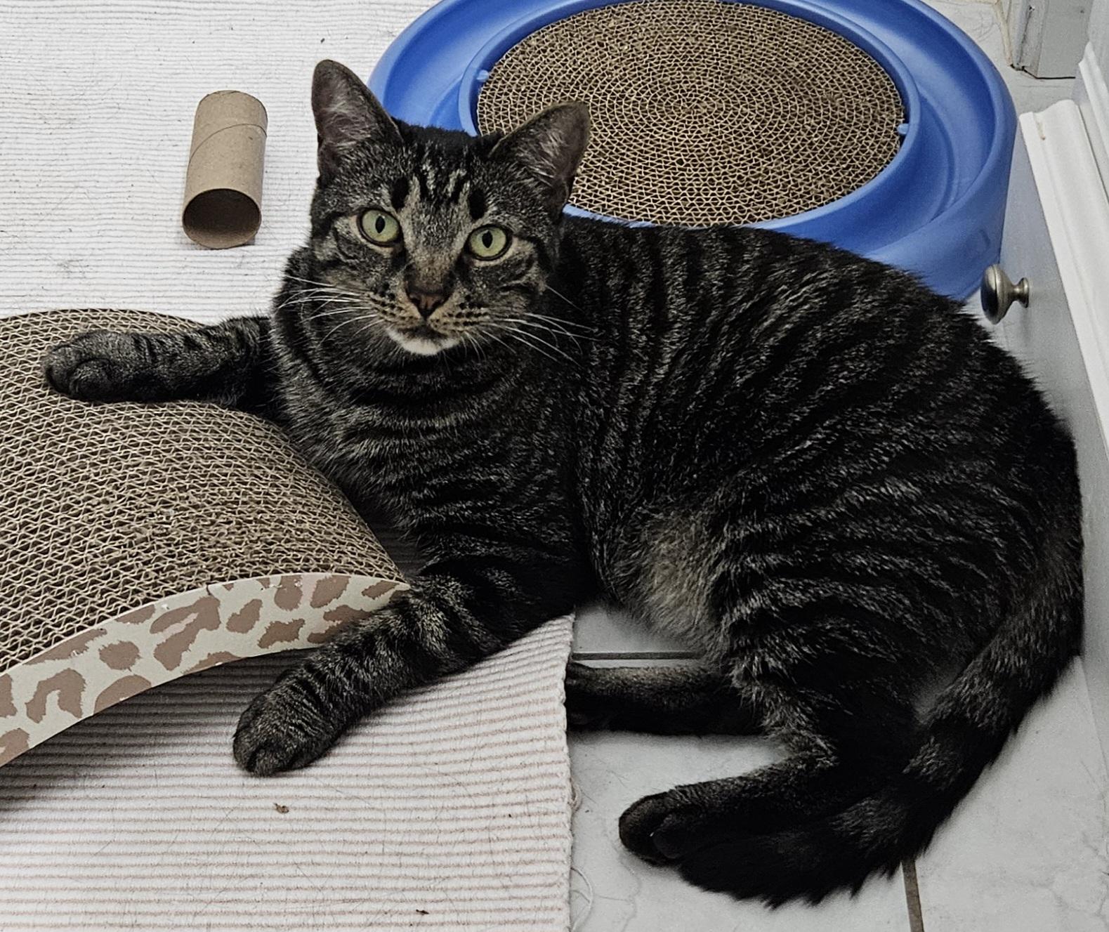 Ramona-LAP CAT, a ADOPTABLE mixed breed in Berlin, CT image 3/6
