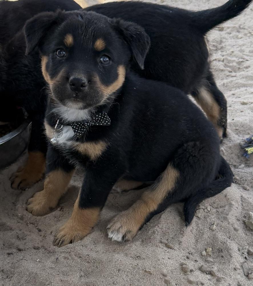 Enlarge Britta, a Adoptable mixed breed in Seguin, TX image 1/1