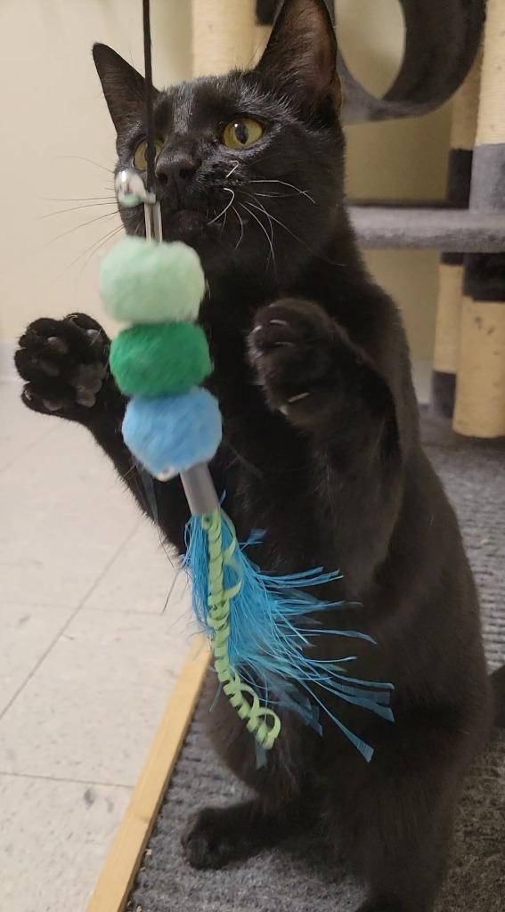 ROJO, Adoptable, Young Male Domestic Short Hair.