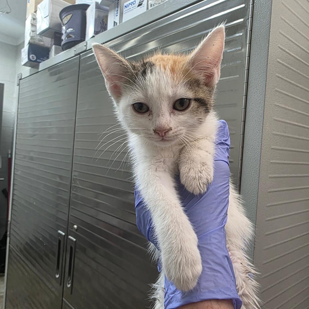 Banana, Adoptable, Kitten Female Domestic Short Hair.