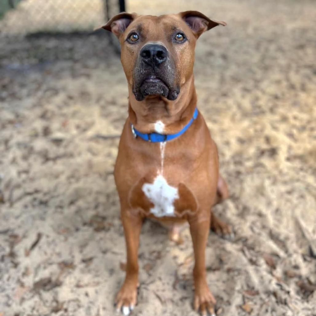 Rusty, Adoptable, Adult Male Mixed Breed.