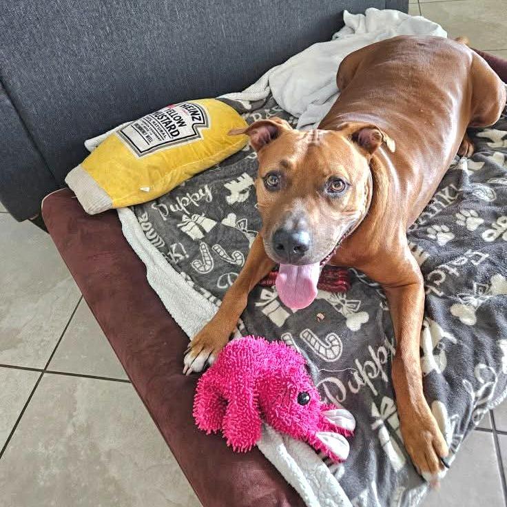 Enlarge Rusty, a Adoptable Mixed Breed in Port Charlotte, FL image 3/6
