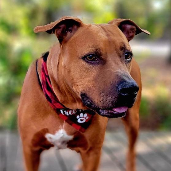 Enlarge Rusty, a Adoptable Mixed Breed in Port Charlotte, FL image 3/6