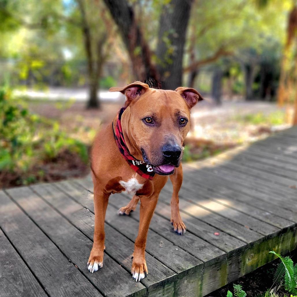 Enlarge Rusty, a Adoptable Mixed Breed in Port Charlotte, FL image 4/6