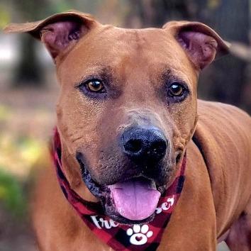 Enlarge Rusty, a Adoptable Mixed Breed in Port Charlotte, FL image 5/6