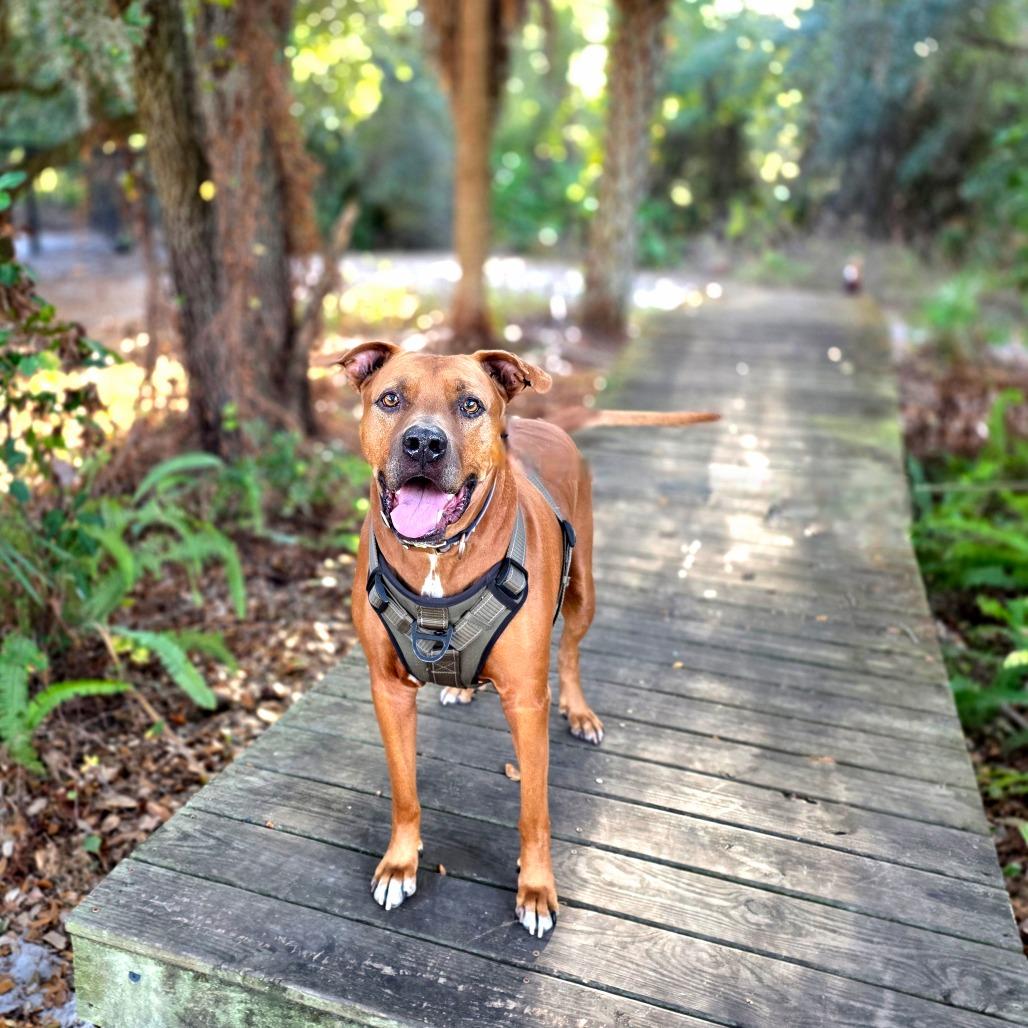 Rusty, a Adoptable Mixed Breed in Port Charlotte, FL image 5/6