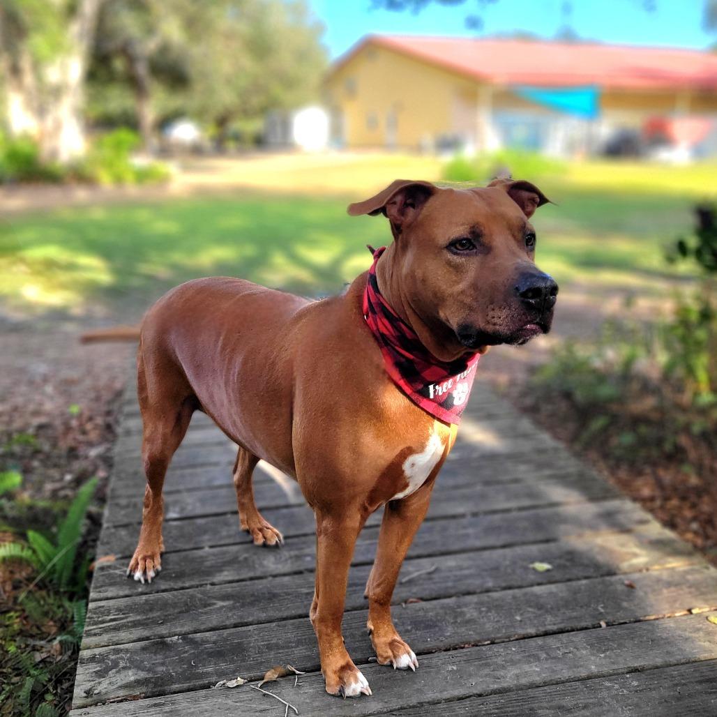 Enlarge Rusty, a Adoptable Mixed Breed in Port Charlotte, FL image 6/6
