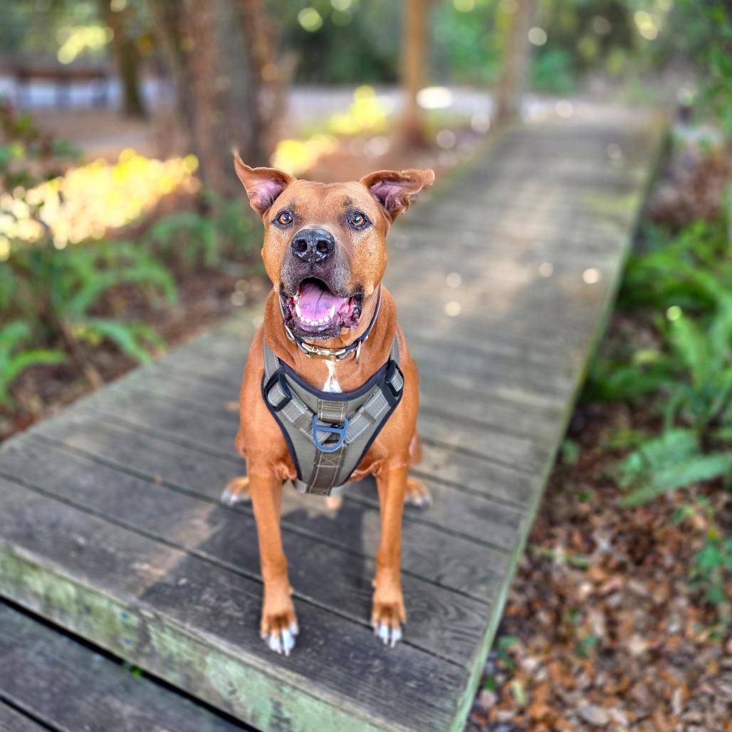 Enlarge Rusty, a Adoptable Mixed Breed in Port Charlotte, FL image 6/6