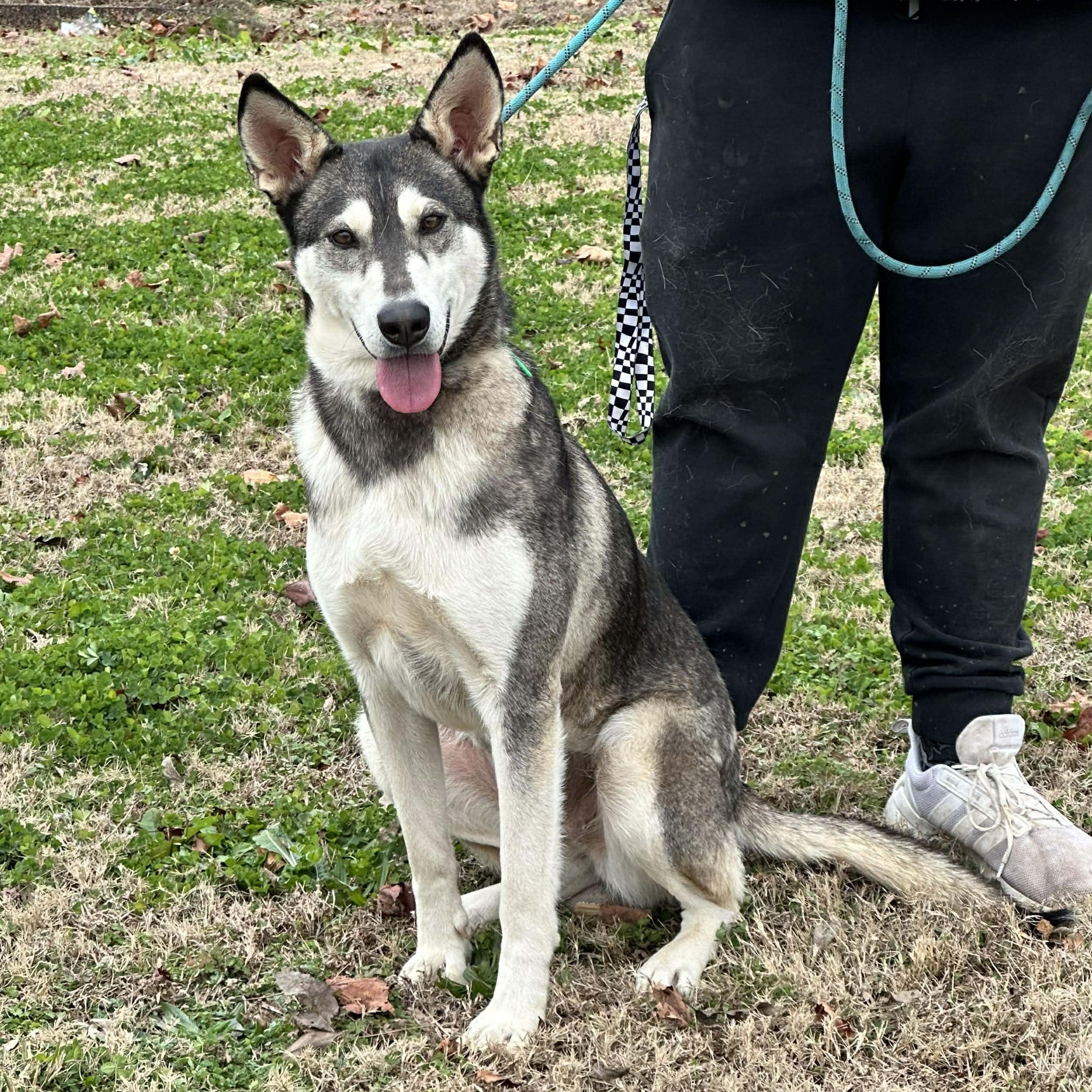 Enlarge Petunia, a Adoptable mixed breed in Hopkinton, MA image 2/6