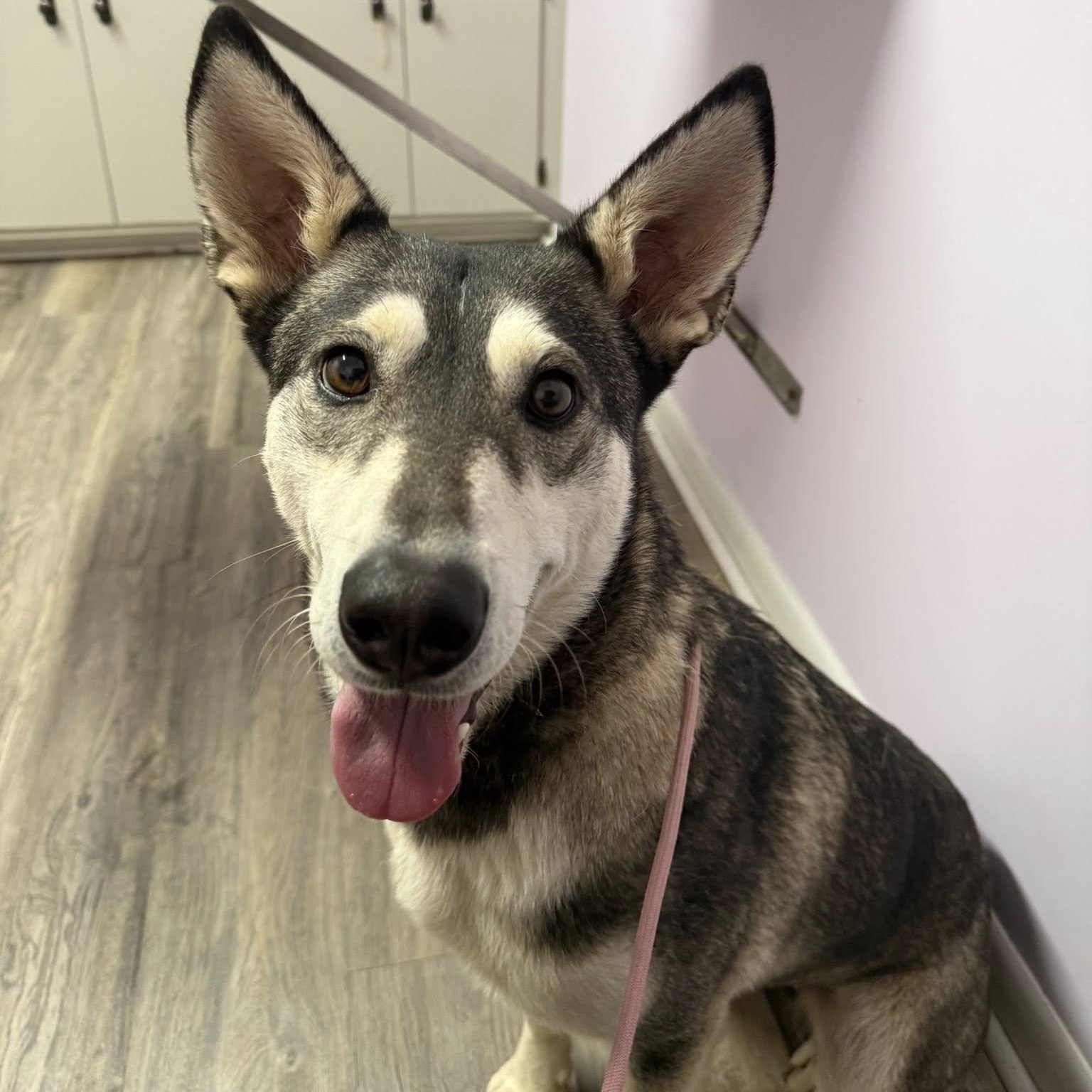 Enlarge Petunia, a Adoptable mixed breed in Hopkinton, MA image 5/6