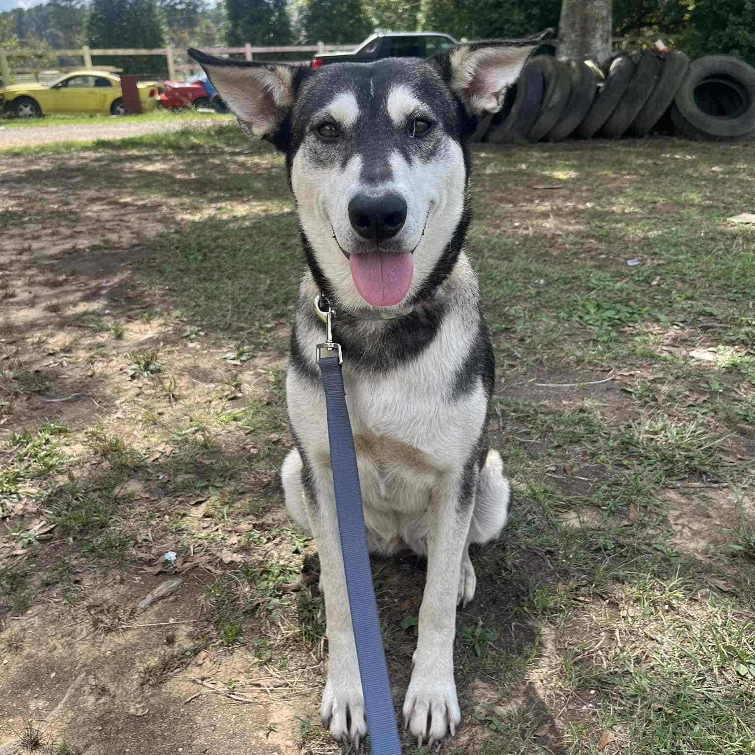 Enlarge Petunia, a Adoptable mixed breed in Hopkinton, MA image 6/6