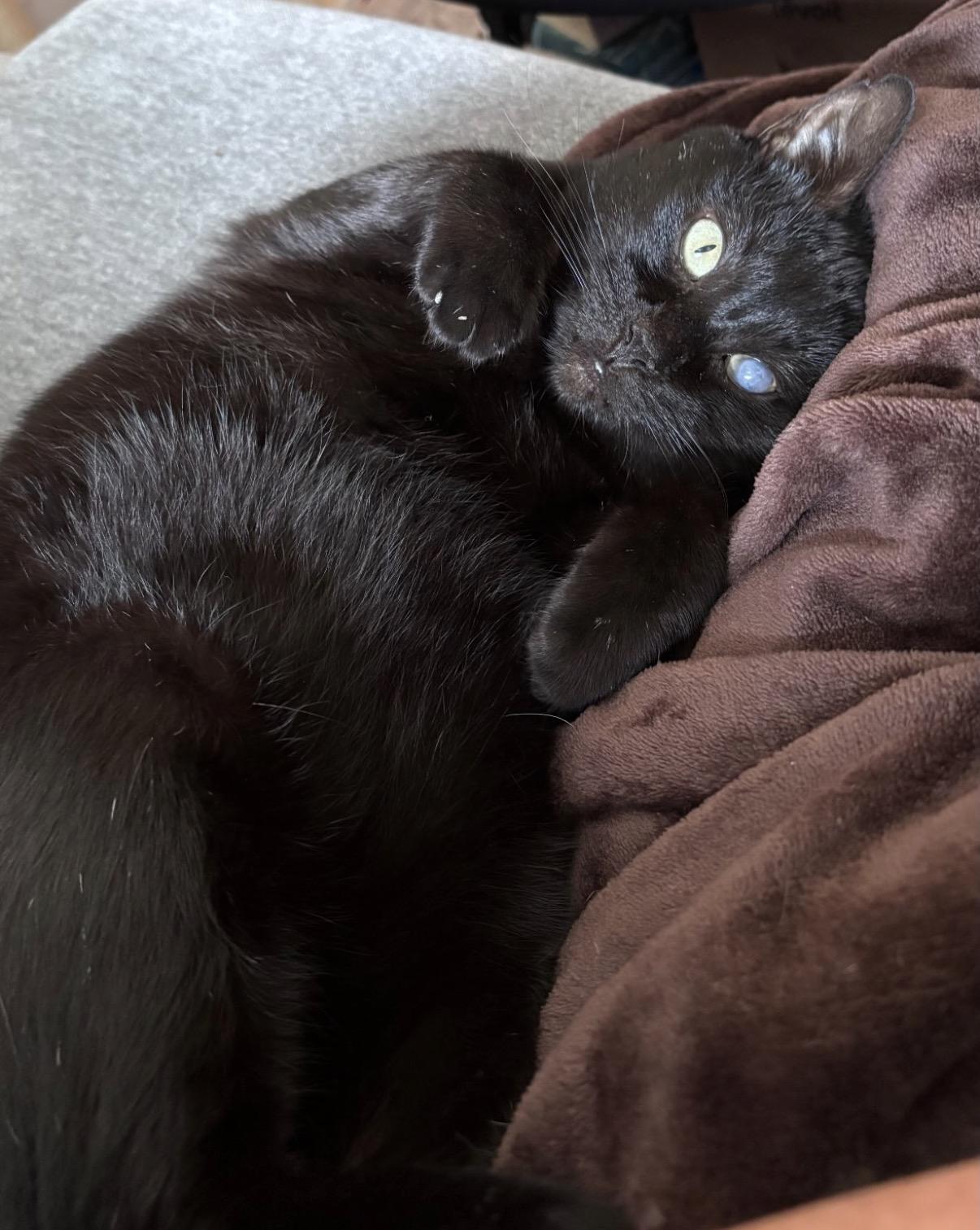 Trusty Trinket, Adoptable, Young Male Domestic Short Hair.