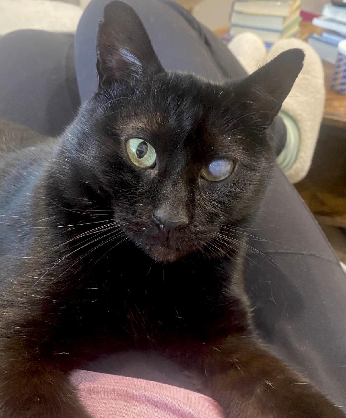 Trusty Trinket, a Adoptable Domestic Short Hair in Alexandria, VA image 1/6