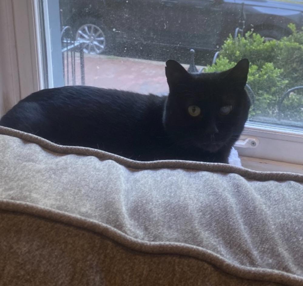 Trusty Trinket, a Adoptable Domestic Short Hair in Alexandria, VA image 5/6