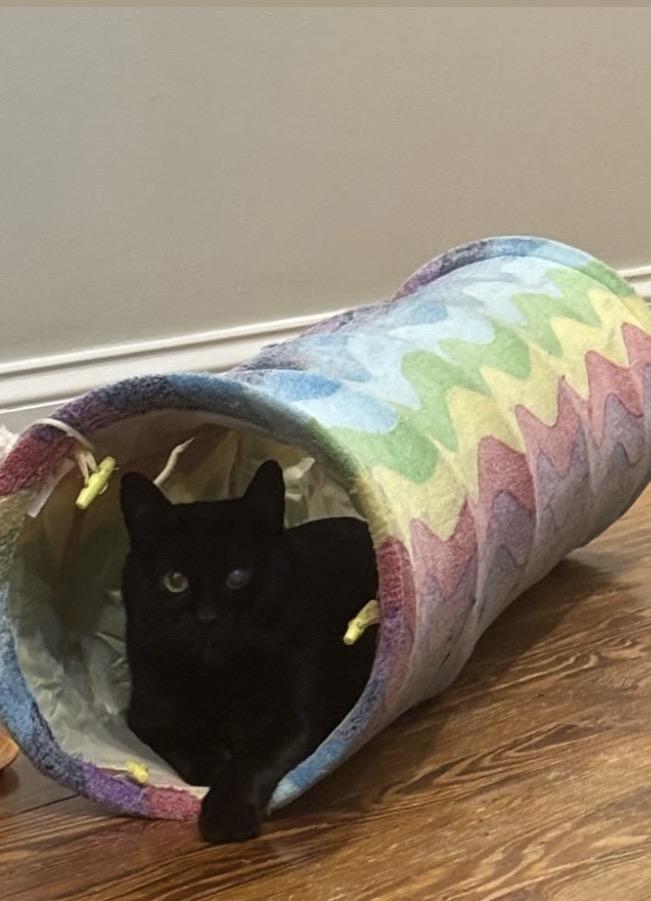 Trusty Trinket, a Adoptable Domestic Short Hair in Alexandria, VA image 4/6