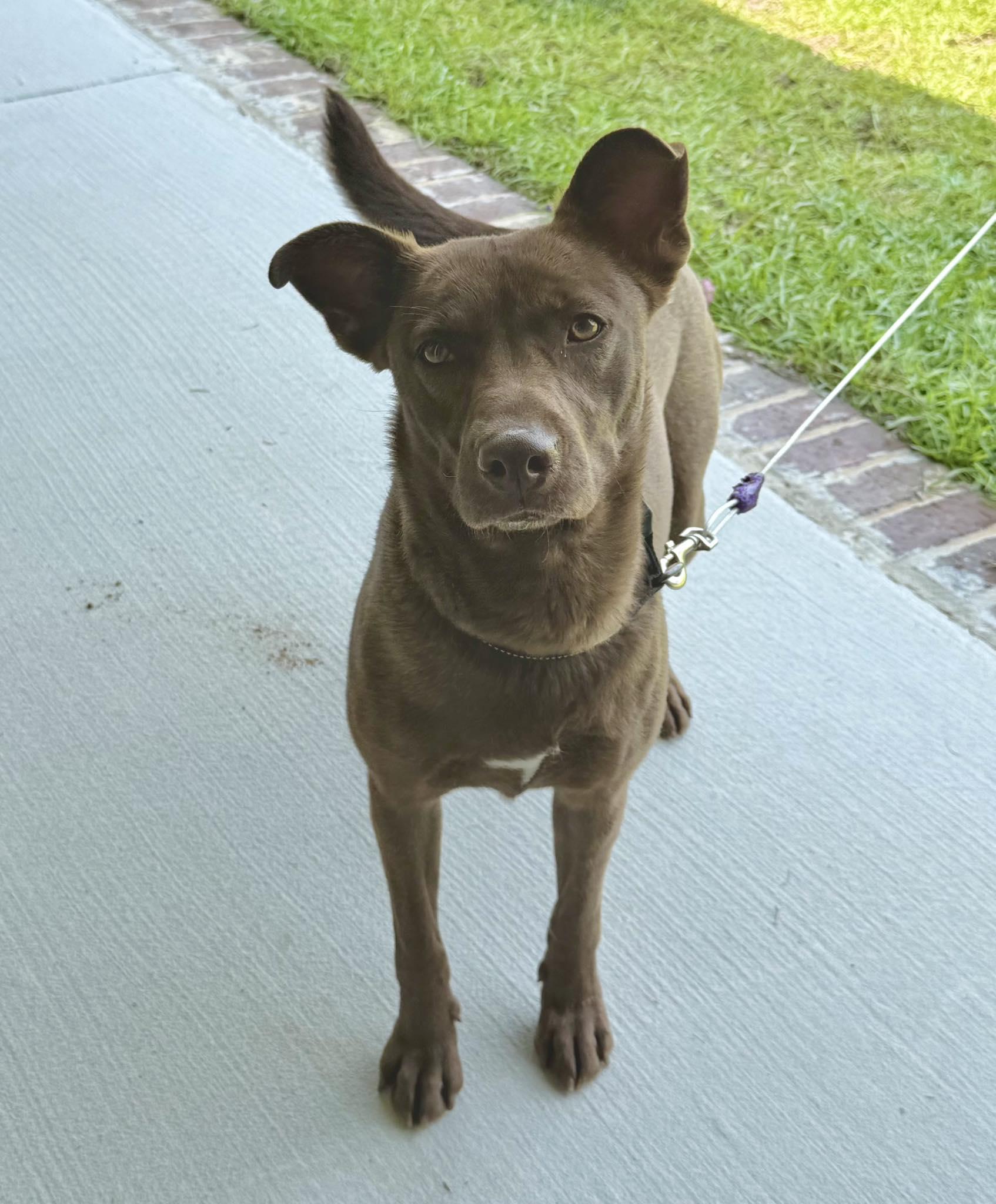 Maple