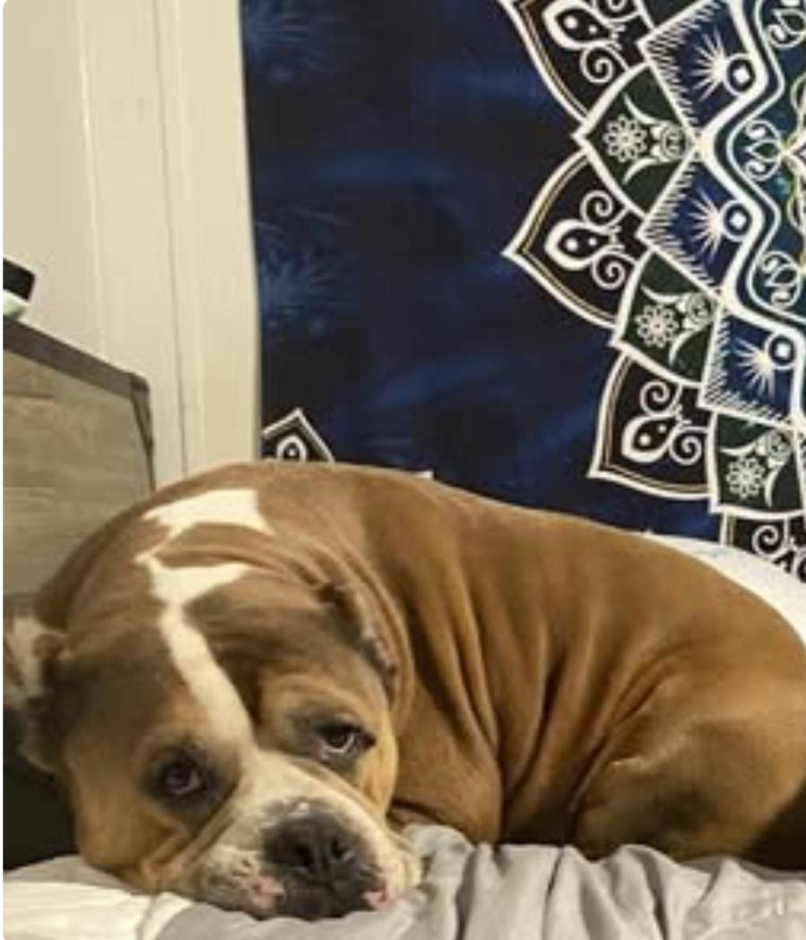 Princess, Senior Female Pit Bull Terrier