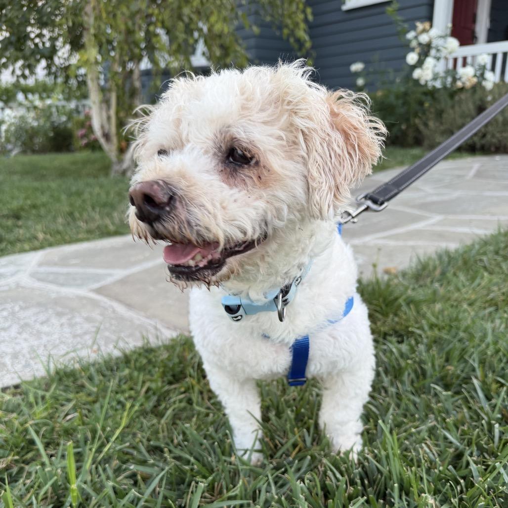 Bubbles, Adoptable, Adult Male Mixed Breed.
