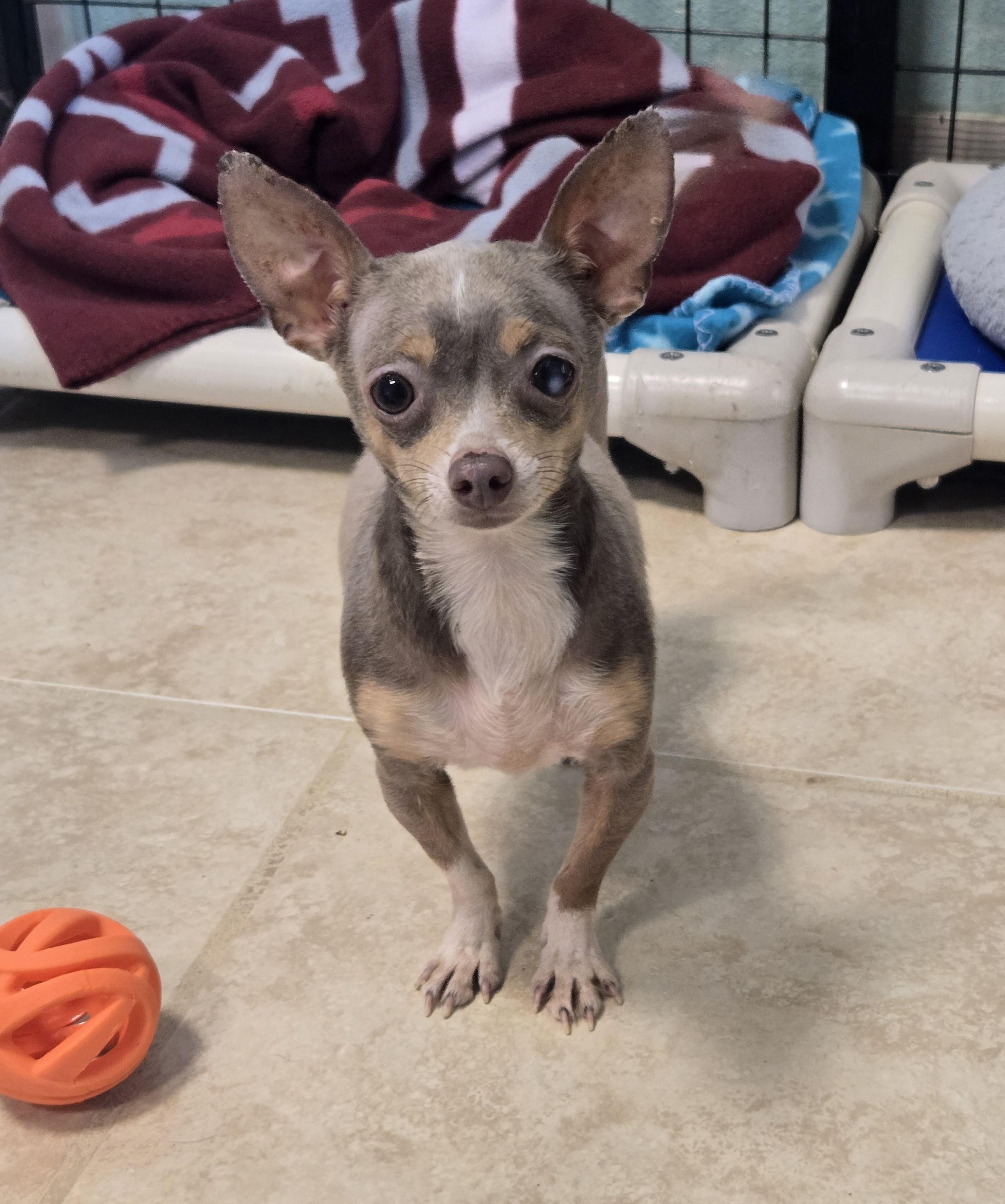 Enlarge Flo, an adopted mixed breed in Mansfield, TX image 1/2