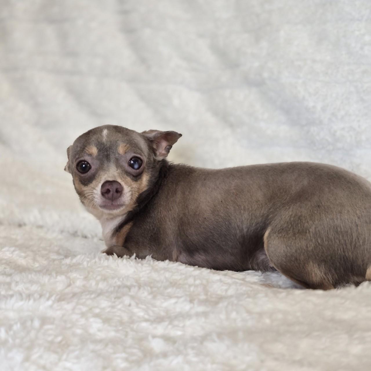 Enlarge Flo, an adopted mixed breed in Mansfield, TX image 2/2