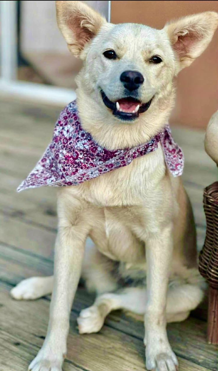 Bambina, a Adopted mixed breed in San Diego, CA image 1/3