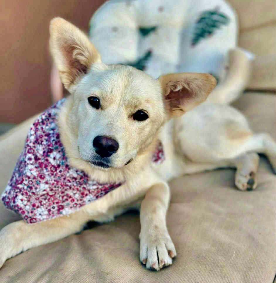 Bambina, a Adopted mixed breed in San Diego, CA image 2/3