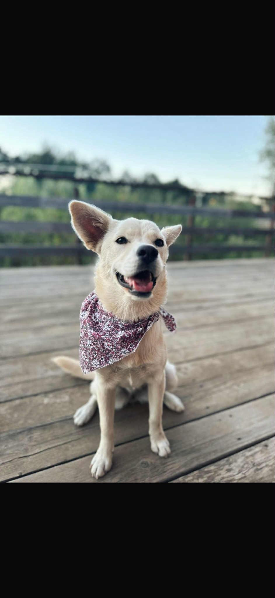 Bambina, a Adopted mixed breed in San Diego, CA image 3/3