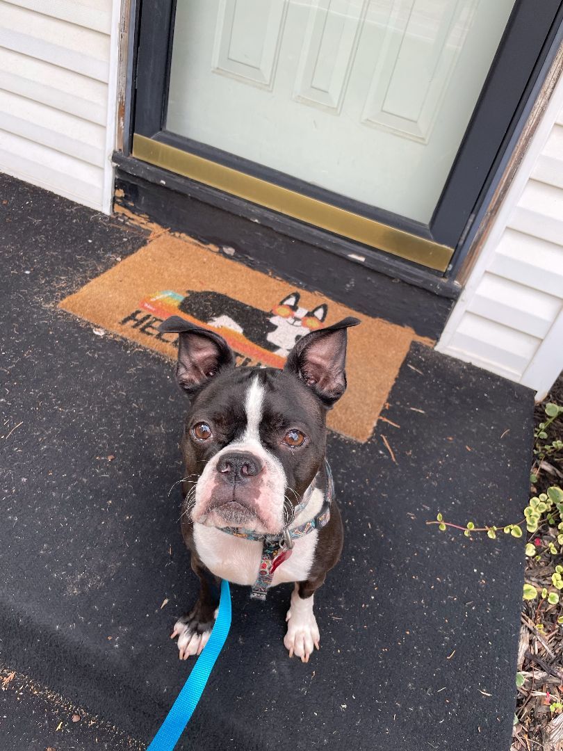 Enlarge Buster, a Adopted Boston Terrier in Minneapolis, MN image 1/12