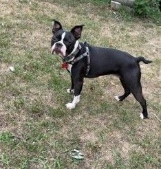 Enlarge Buster, a Adopted Boston Terrier in Minneapolis, MN image 2/12