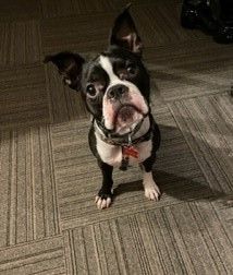 Enlarge Buster, a Adopted Boston Terrier in Minneapolis, MN image 3/12