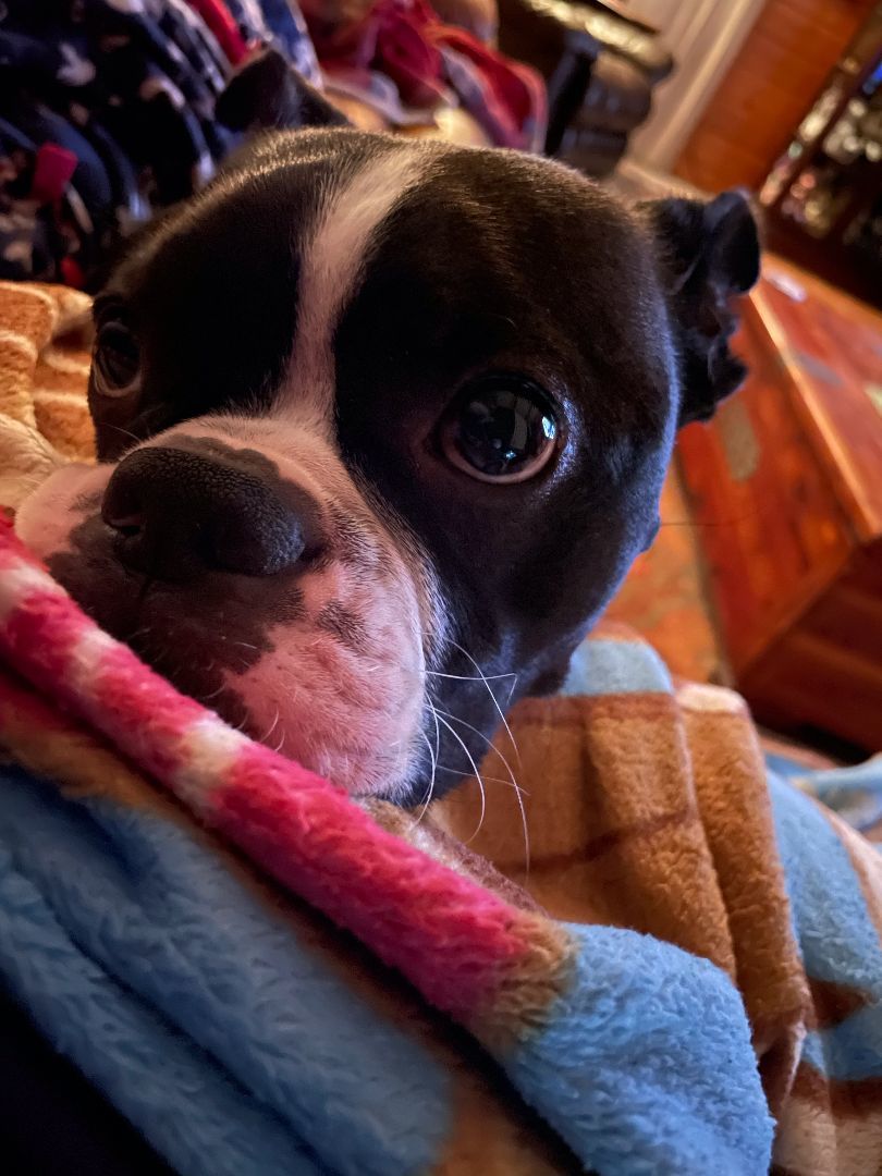 Enlarge Buster, a Adopted Boston Terrier in Minneapolis, MN image 4/12