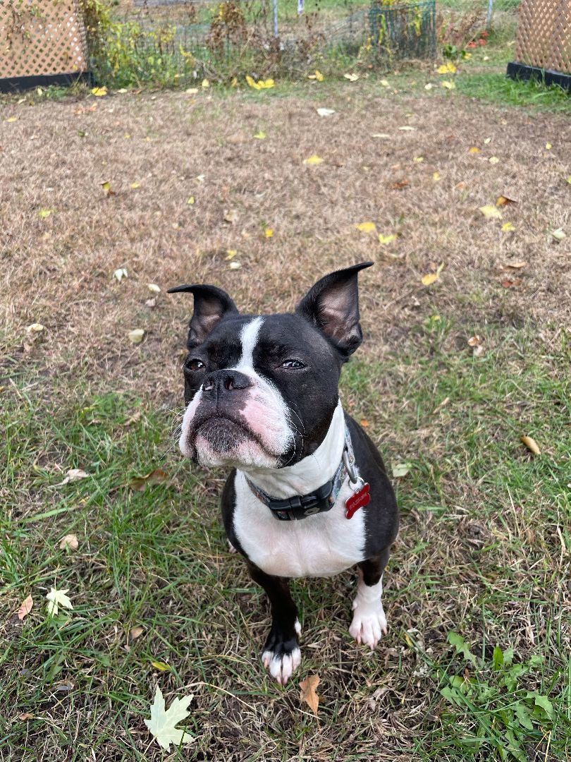 Enlarge Buster, a Adopted Boston Terrier in Minneapolis, MN image 5/12