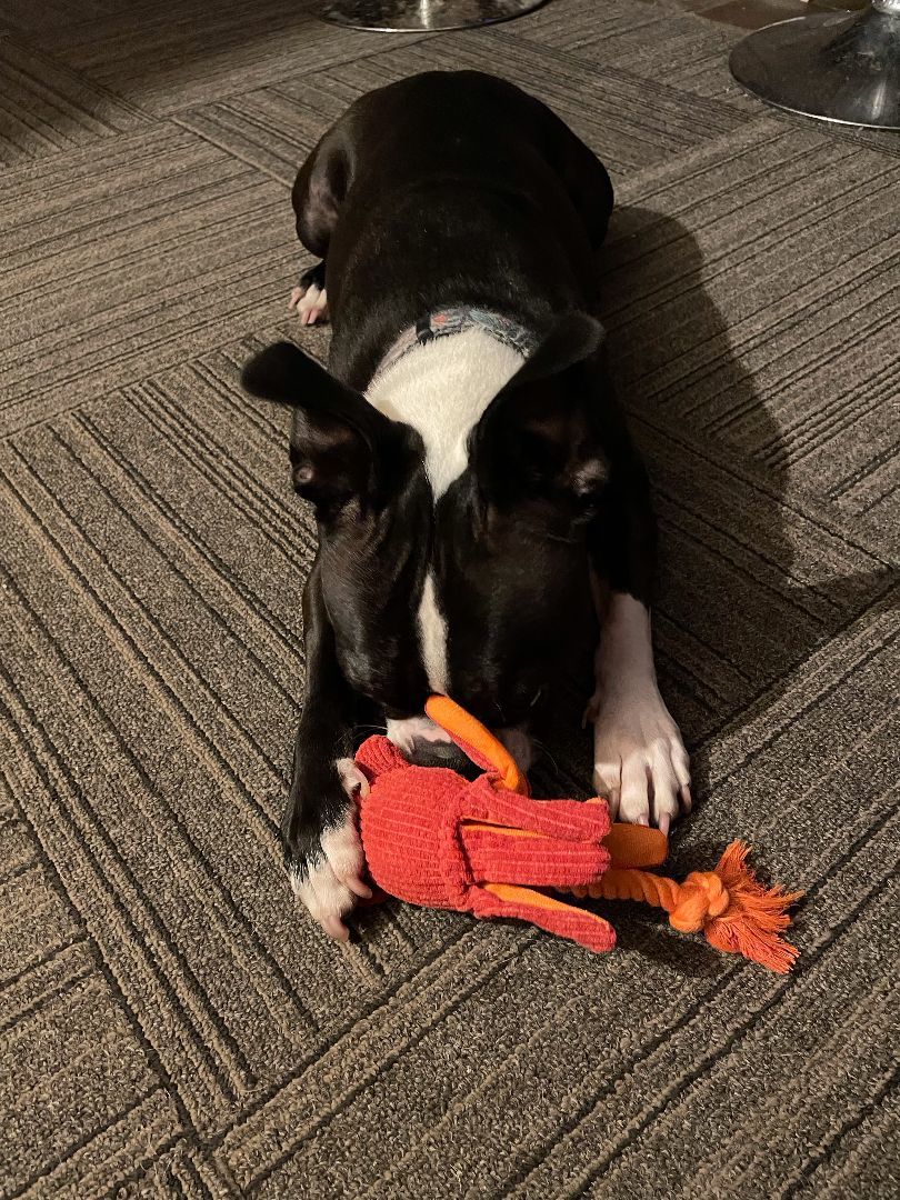 Enlarge Buster, a Adopted Boston Terrier in Minneapolis, MN image 6/12