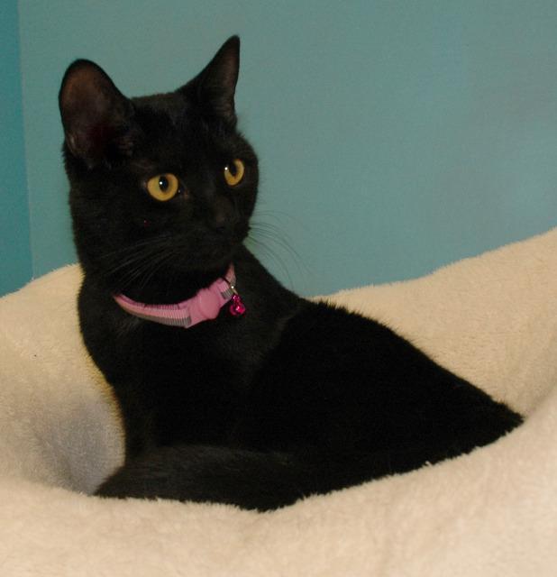 Enlarge Ophelia, a Adoptable mixed breed in Cincinnati, OH image 1/6