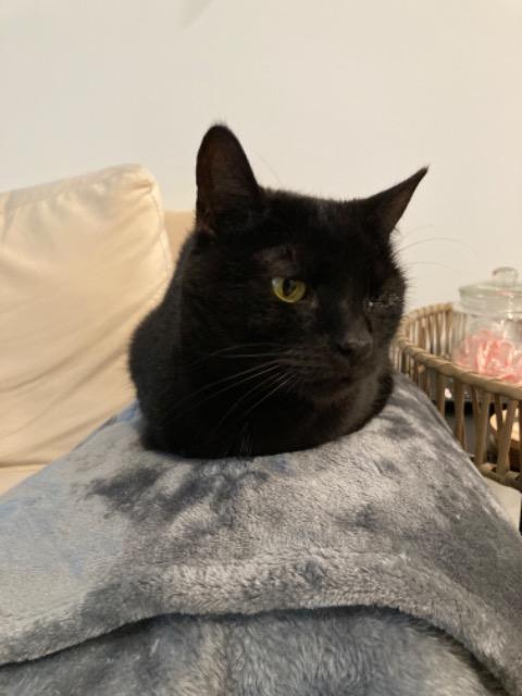 Ophelia, Adoptable, Senior Female Domestic Short Hair.