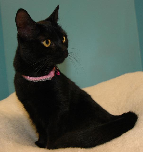 Enlarge Ophelia, a Adoptable mixed breed in Cincinnati, OH image 2/6