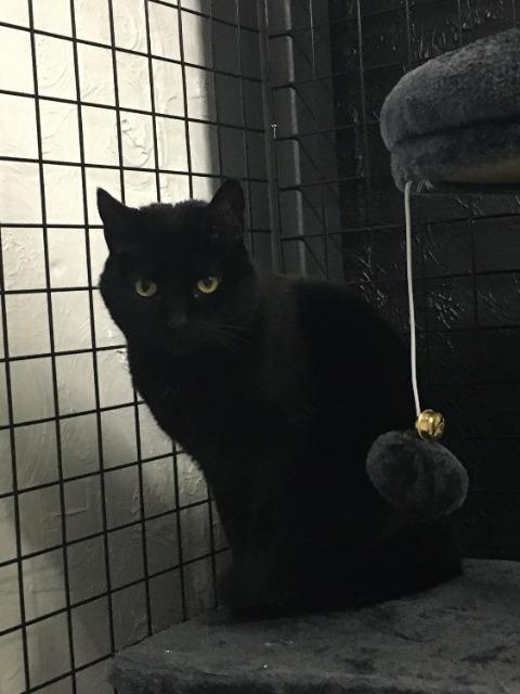 Enlarge Ophelia, a Adoptable mixed breed in Cincinnati, OH image 4/6