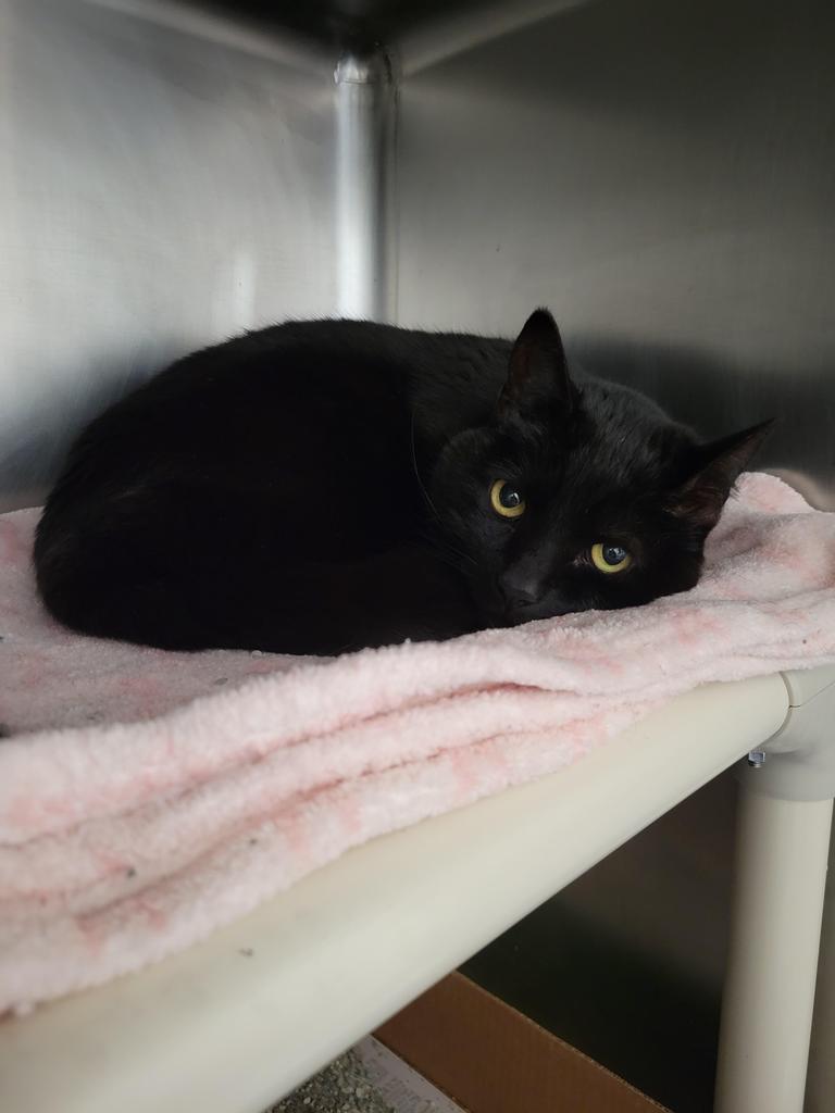 Enlarge Ophelia, a Adoptable mixed breed in Cincinnati, OH image 5/6