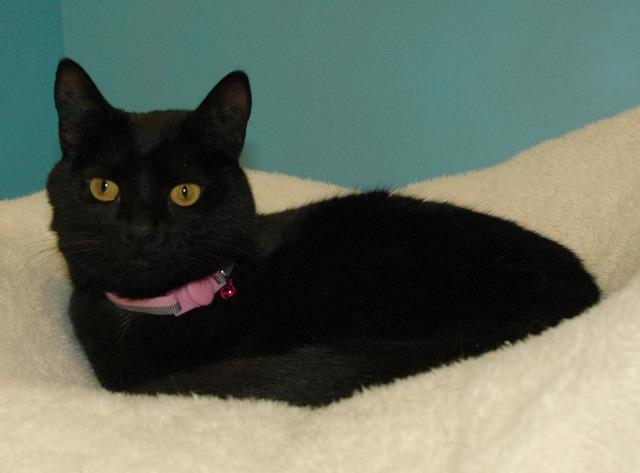 Enlarge Ophelia, a Adoptable mixed breed in Cincinnati, OH image 6/6