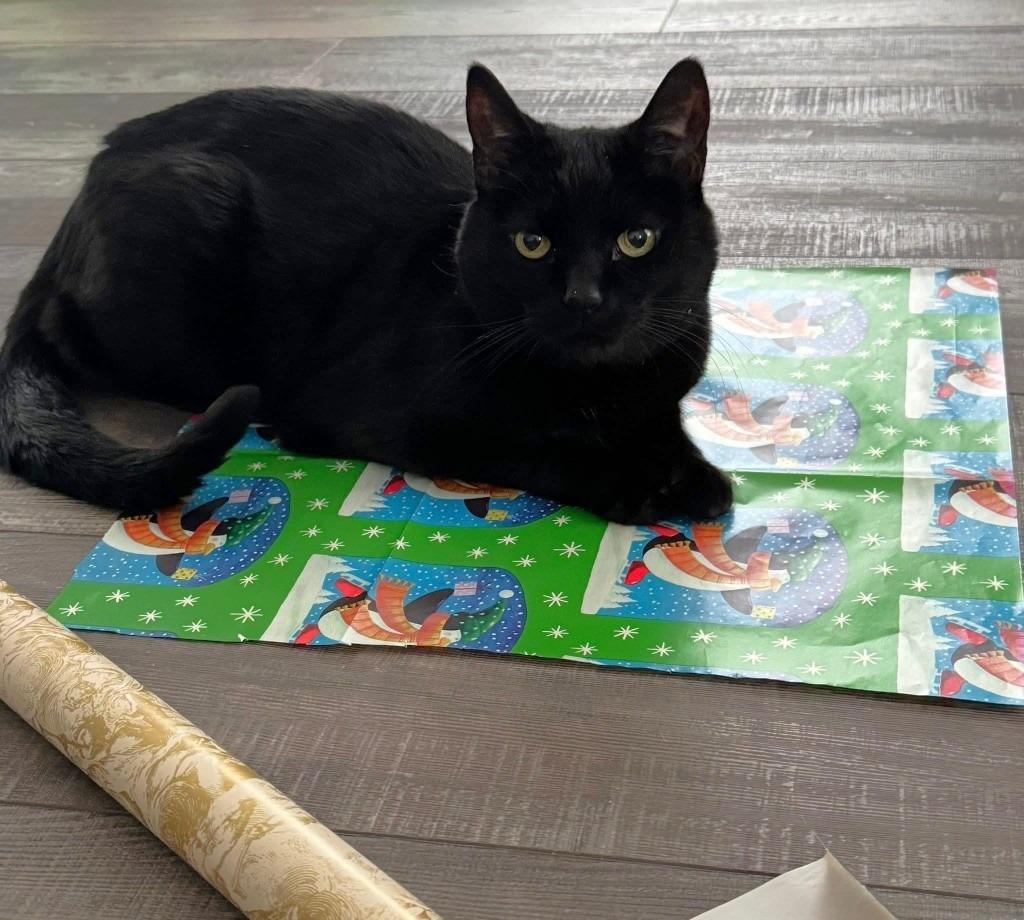 Enlarge Ophelia, a Adoptable mixed breed in Cincinnati, OH image 3/6