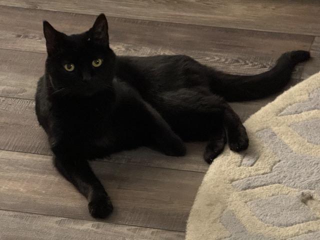 Enlarge Ophelia, a Adoptable mixed breed in Cincinnati, OH image 4/6