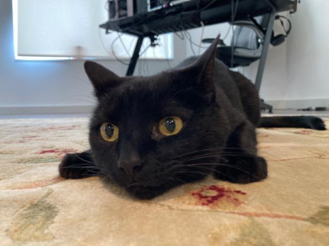 Enlarge Ophelia, a Adoptable mixed breed in Cincinnati, OH image 5/6