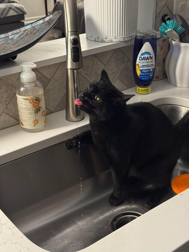 Enlarge Ophelia, a Adoptable mixed breed in Cincinnati, OH image 6/6