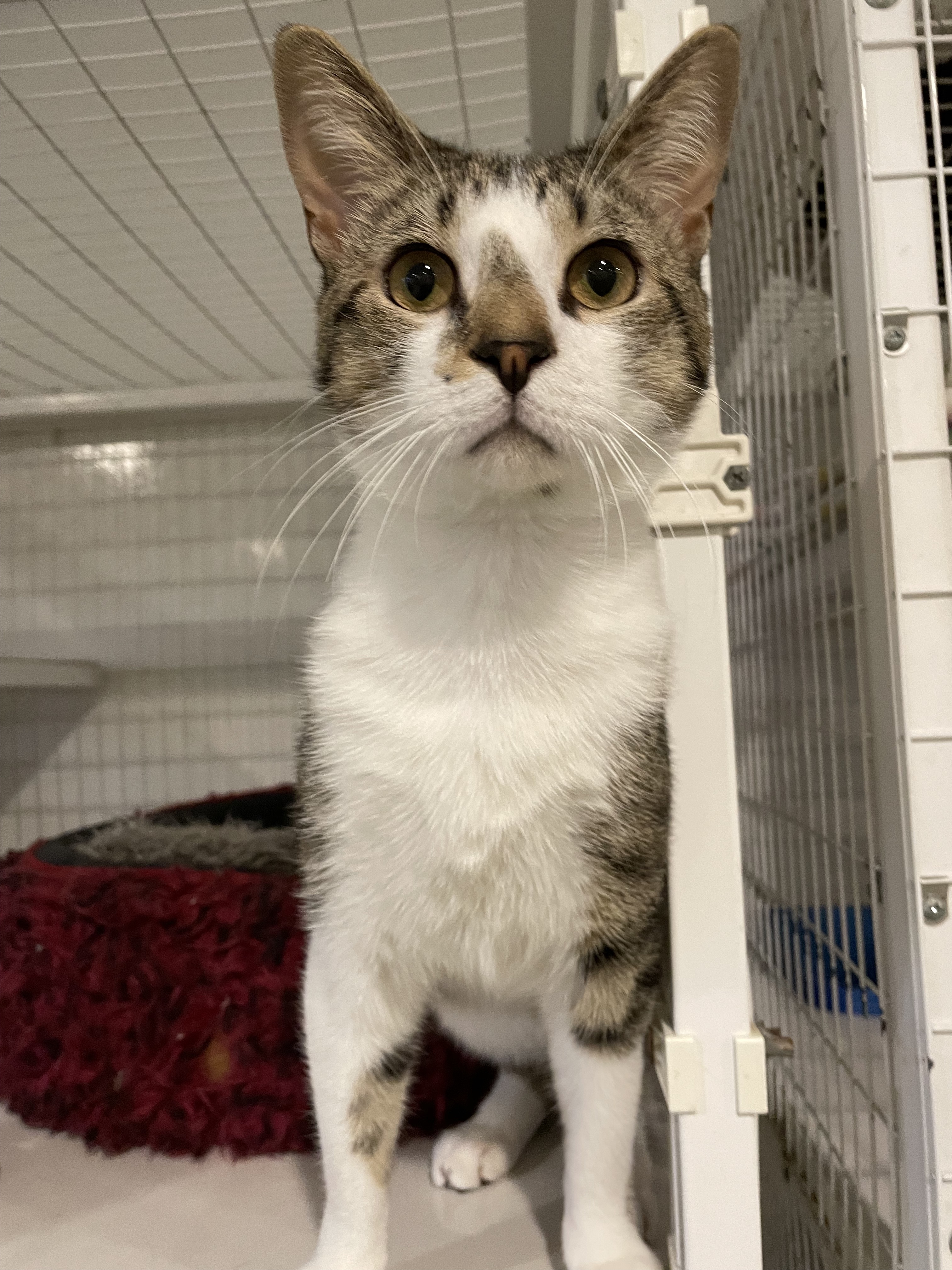 Enlarge Stanley, a Adoptable Domestic Short Hair in Clifton, NJ image 1/6