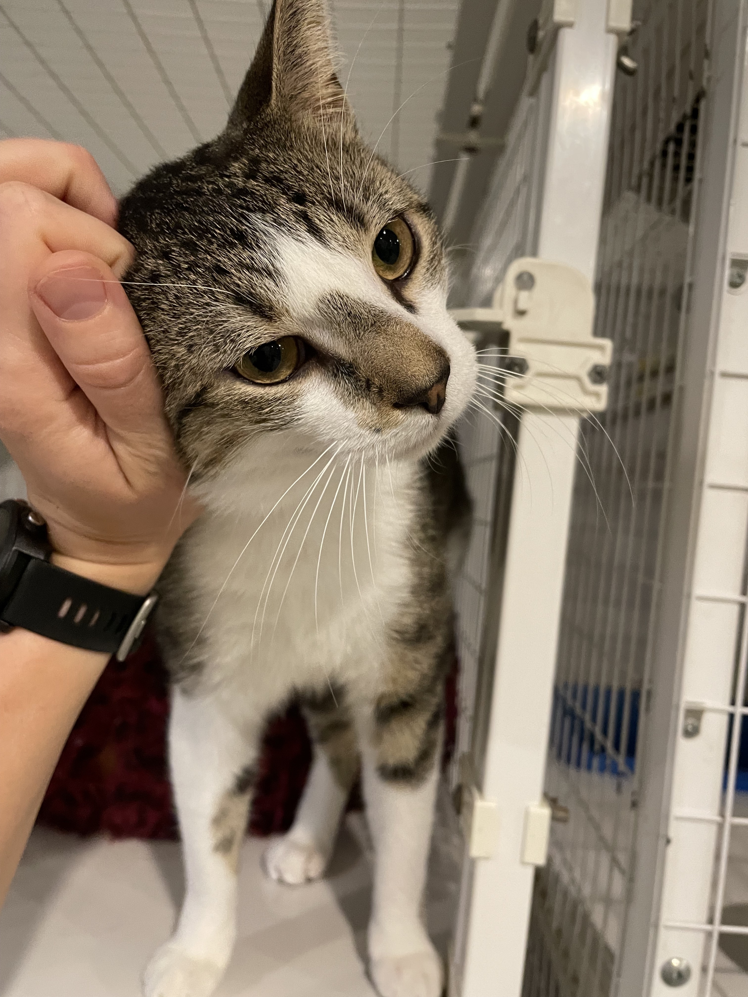 Enlarge Stanley, a Adoptable Domestic Short Hair in Clifton, NJ image 2/6