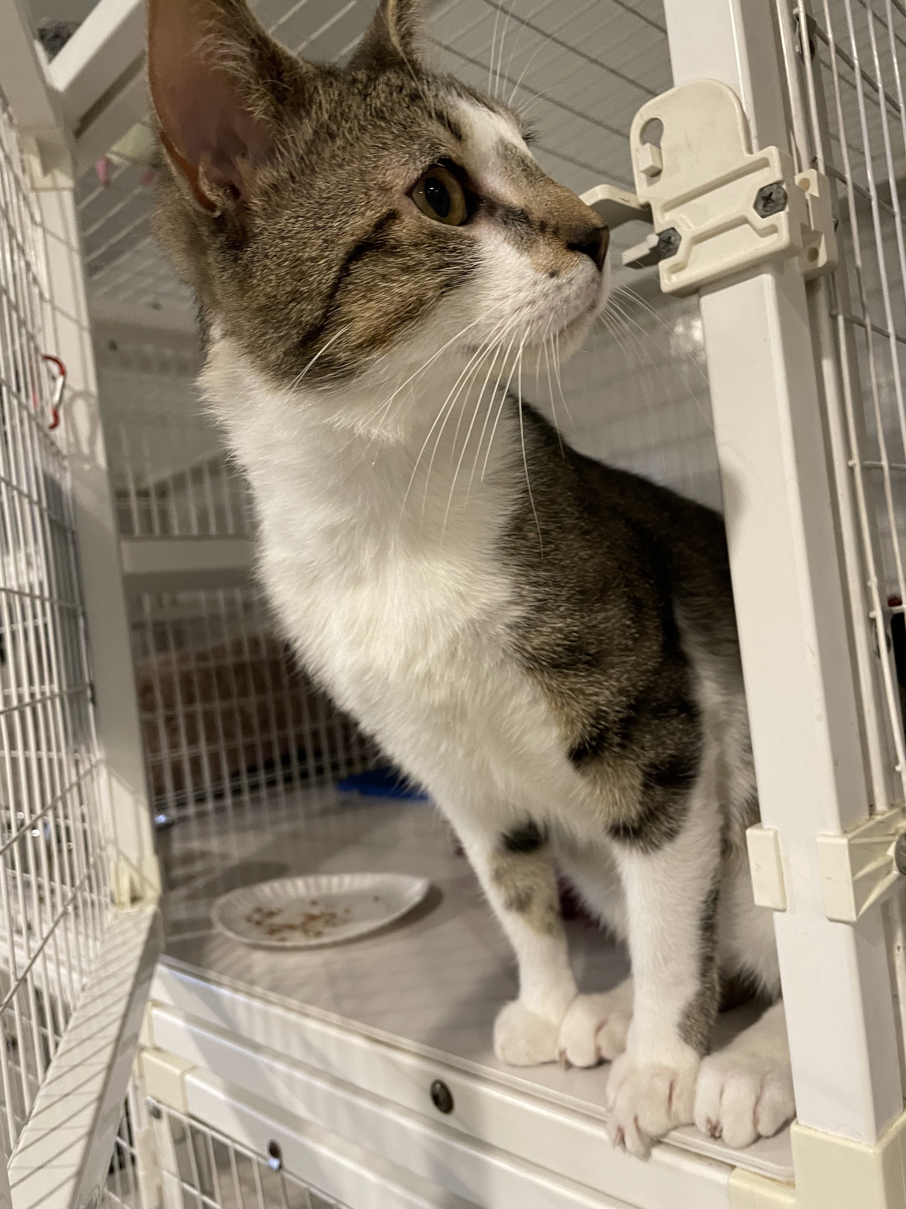 Enlarge Stanley, a Adoptable Domestic Short Hair in Clifton, NJ image 3/6