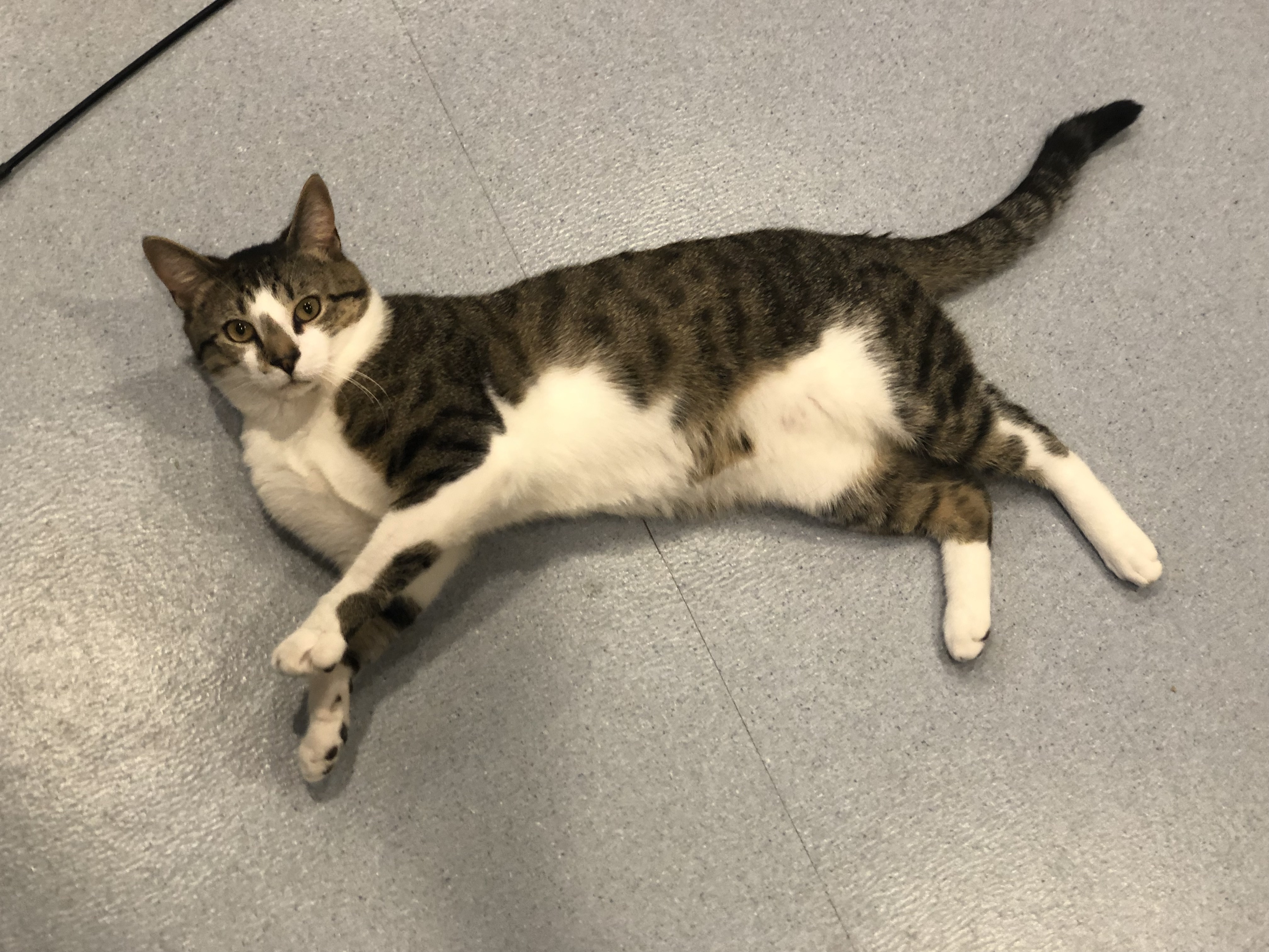 Enlarge Stanley, a Adoptable Domestic Short Hair in Clifton, NJ image 4/6